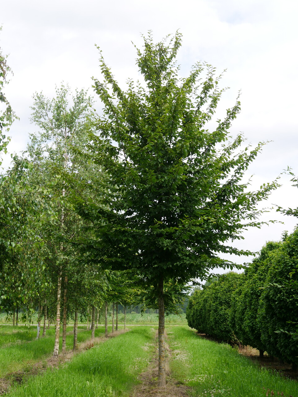 Carpinus Betulus Charme Commun Charme D Europe Van Den Berk P pini res carpinus-betulus-charme-commun-charme-d-europe-van-den-berk-p-pini-res